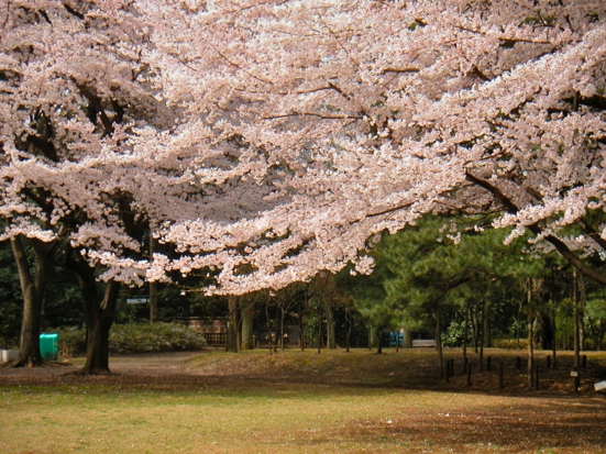 駒場公園さくら 025.jpg