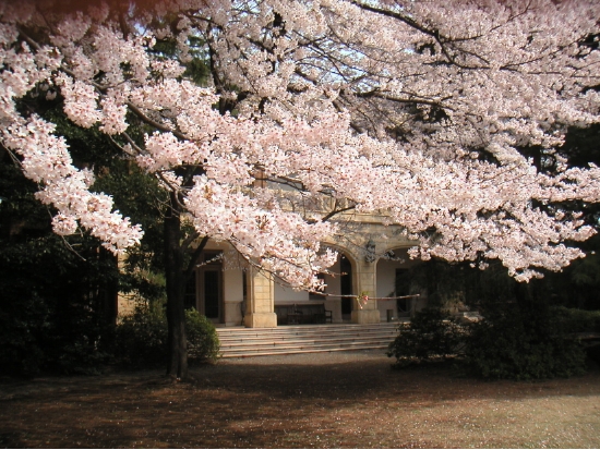 駒場公園さくら 026.jpg