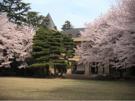 駒場公園さくら 005.jpg